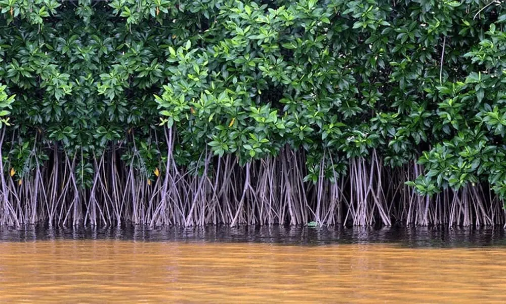 Media roundtable highlights urgent need to protect Karachi’s mangroves