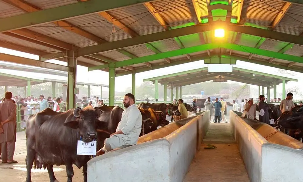 ‘Awam Dost’ livestock market becomes operational