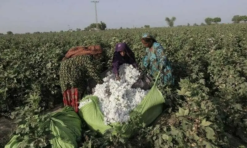Climate safety, decent conditions for women agri workers demanded