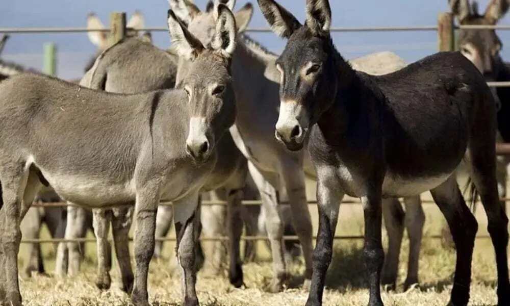 Donkey meat from Gwadar free zone will be allowed for export