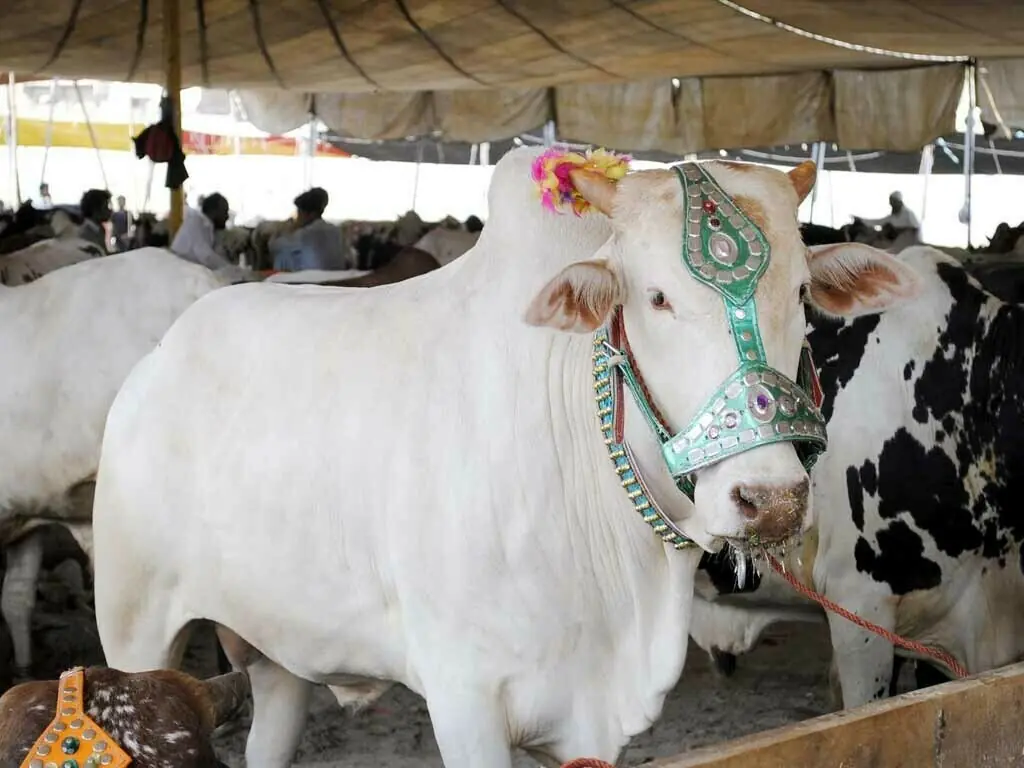 Cattle sale points will be activated today