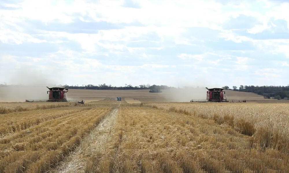 Wheat slips further as Northern Hemisphere harvests loom