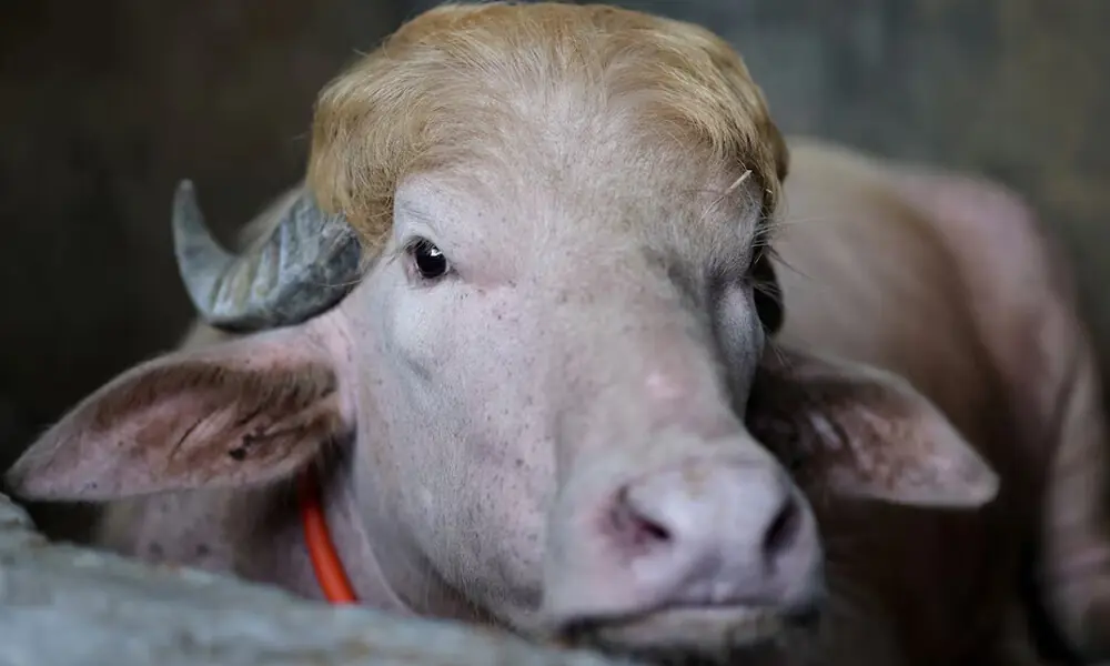 'Trump' buffalo spared sacrifice, sent to Bangladesh zoo
