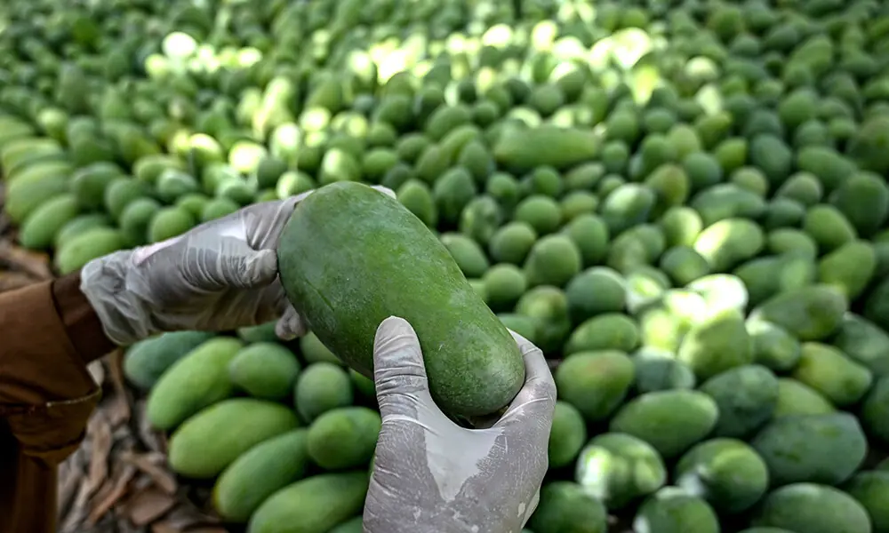 This photograph taken on June 4, 2026 shows a worker checking the quality of mangoes at an orchard in Hyderabad City, in Pakistan’s Sindh province. Photo: AFP