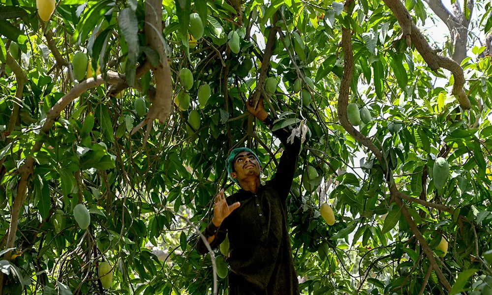 This photograph taken on June 4, 2026 shows a worker harvesting mangoes from a tree at an orchard in Hyderabad City, in Pakistan’s Sindh province. Photo: AFP