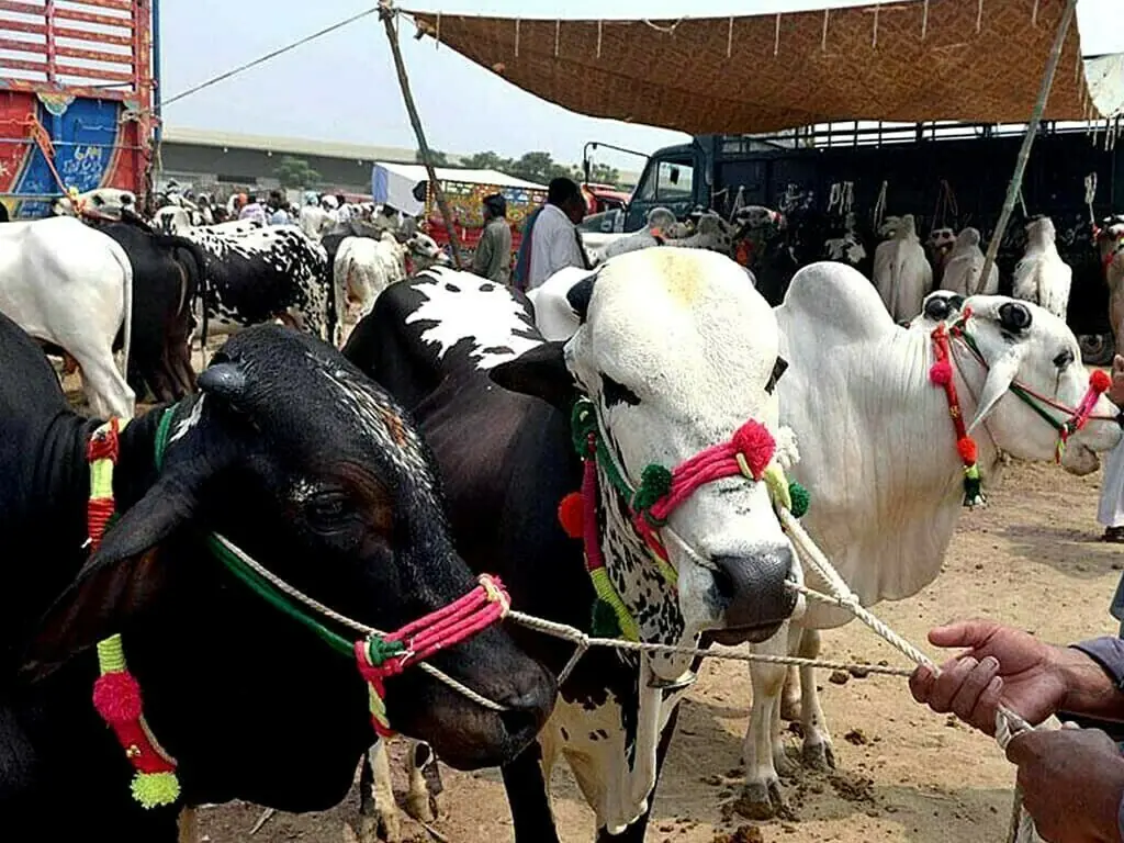 Punjab, Uzbekistan expand livestock cooperation