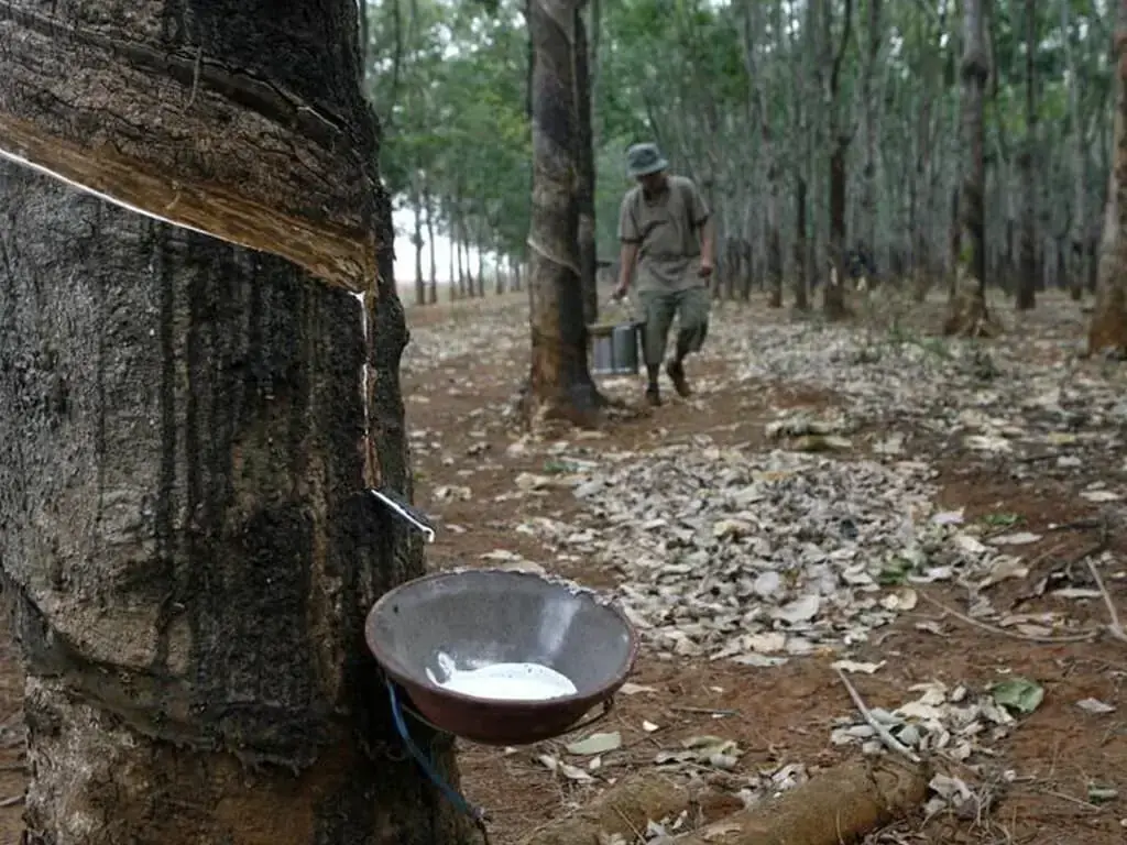 Japanese rubber rises as higher oil prices offset soft Chinese tyre demand