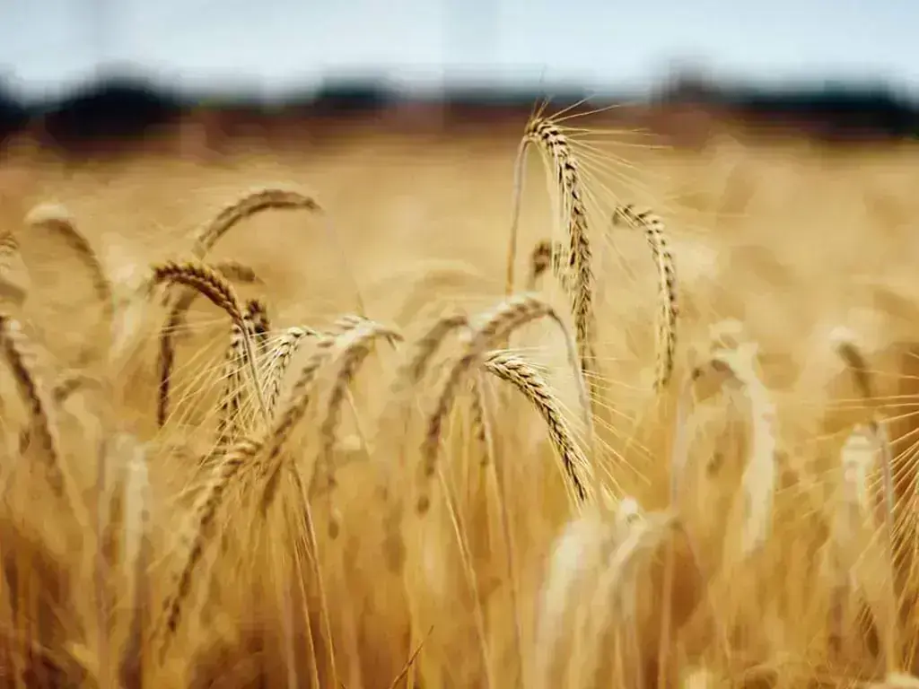 Chicago Wheat Futures Surge Amid Black Sea Supply Fears