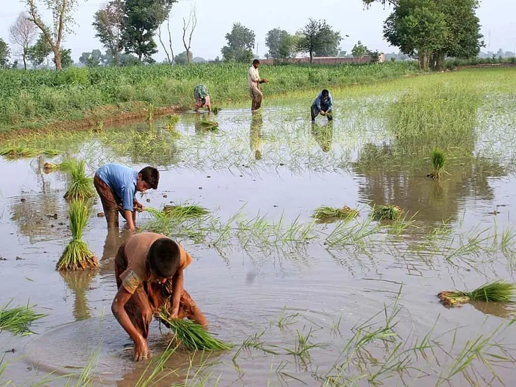 Agri experts warn growers against bacterial leaf blight in rice crops