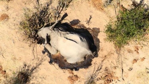 Hundreds of elephants have started mysteriously dying in Africa and nobody knows why