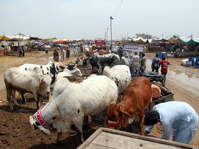 Cattle markets to remain opened from 7 a.m. to 11 p.m. in Sindh Cattle markets to remain opened from 7 a.m. to 11 p.m. in Sindh