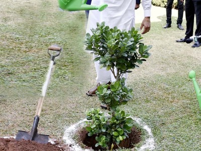 10,000 saplings to be planted in Karak, says DC Karak