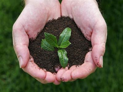 Tea imports increase 10.7 percent in July Tea imports increase 10.7 percent in July