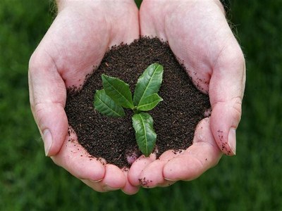 Tea imports increase 10.7 percent in July