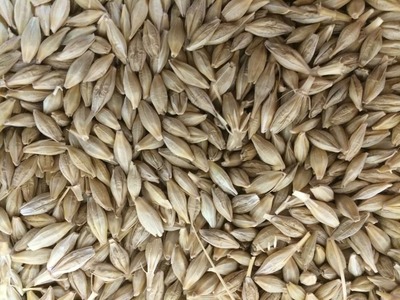 Algeria tenders to buy 50,000 tonnes feed barley