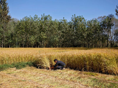 Kharif roundup: underperforming mediocre targets?