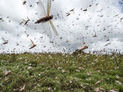 NLCC surveys 149,464 hectares of land under anti-locust operation