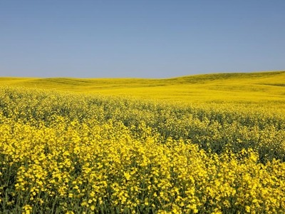 ICE canola futures rise on crusher buying, limited hedges ICE canola futures rise on crusher buying, limited hedges