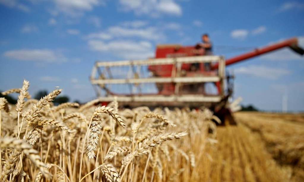 TCP awards another wheat contract