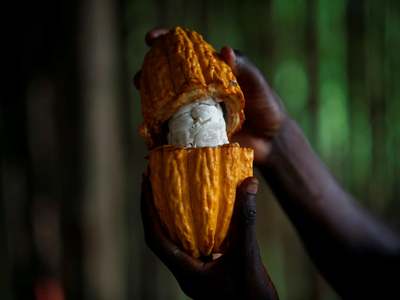 Ivory Coast cocoa purchases hit again by post-election unrest