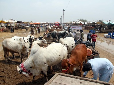 Sindh livestock needs a giant leap