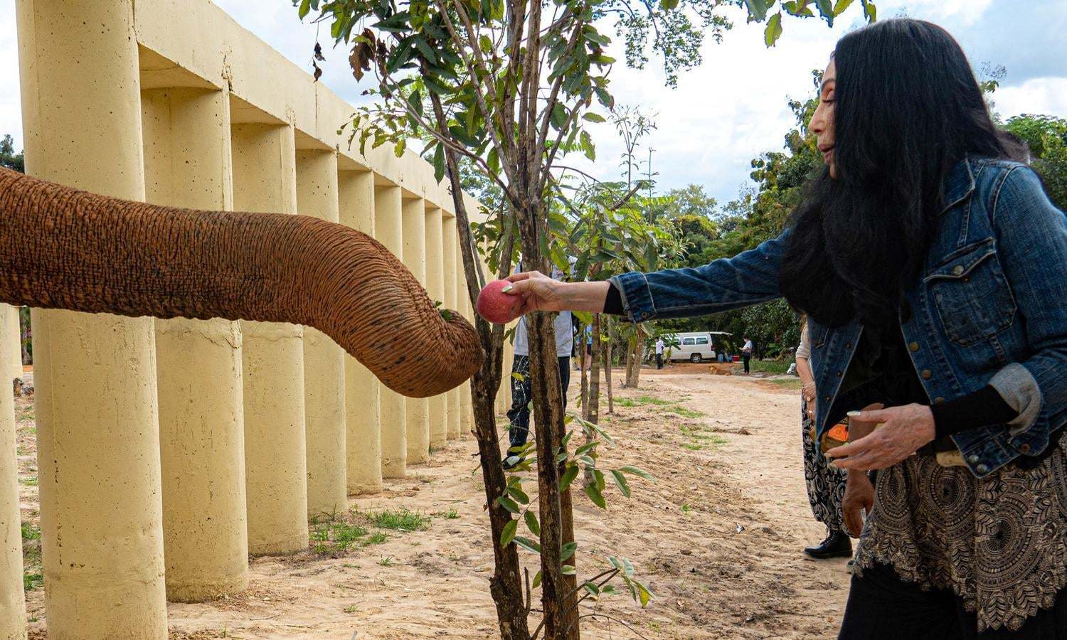 Kaavan will live life as an elephant, not a prisoner, says Cher