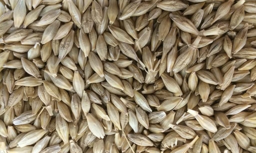 Jordan tenders to buy 120,000 tonnes feed barley