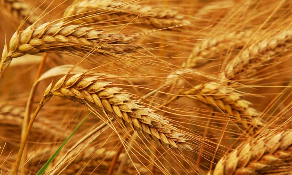 CBOT wheat sags as large Canadian crop figure eases supply worries