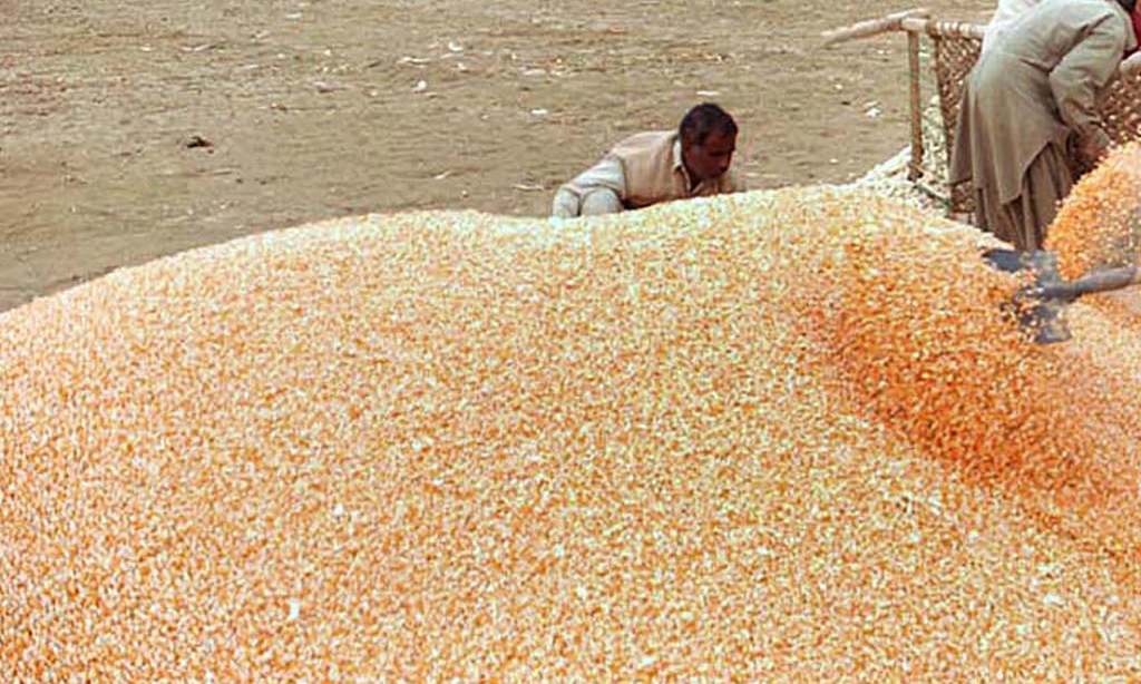 CBOT corn gains on export optimism