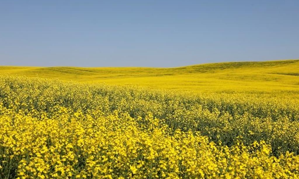 ICE canola futures climb on lower Canadian harvest estimate