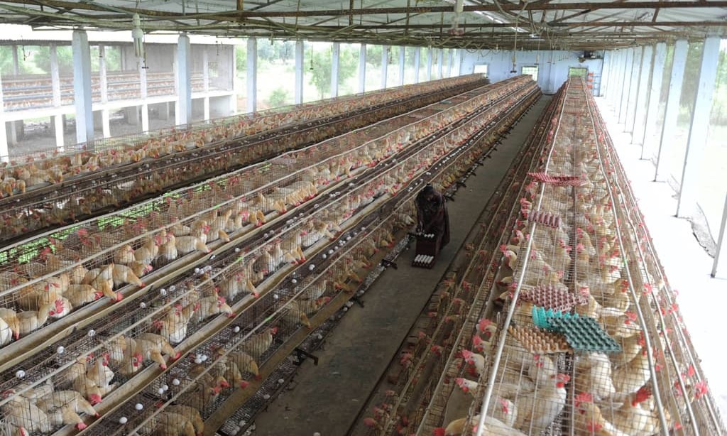 SEPA seals poultry farm in Malir