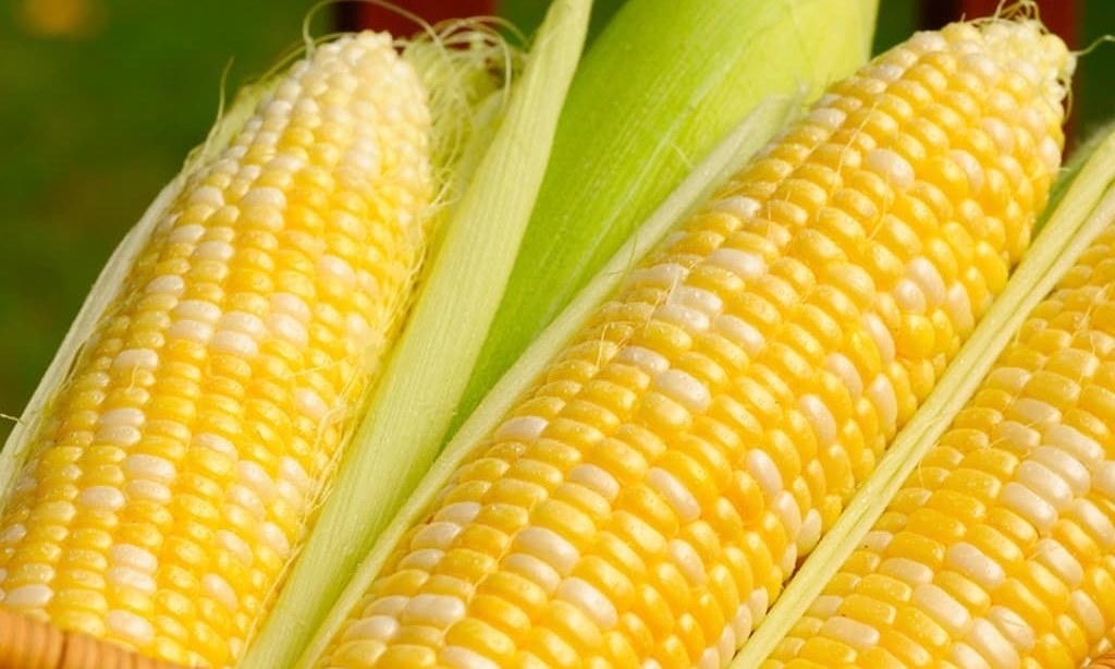 Algeria said to buy about 35,000 tonnes corn in tender
