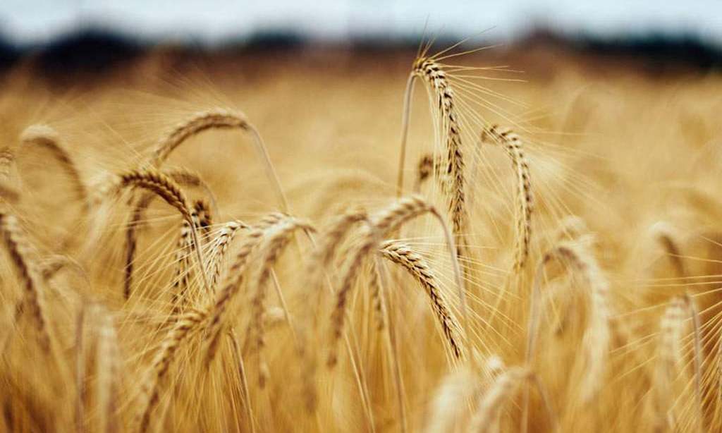 Turkey starts buying wheat in tender
