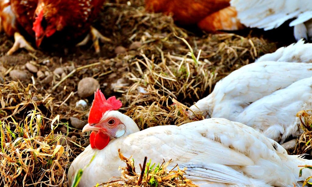 Procedure for wholesale Poultry purchase fixed