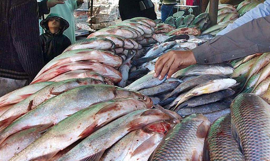 Fish bring good business in winter