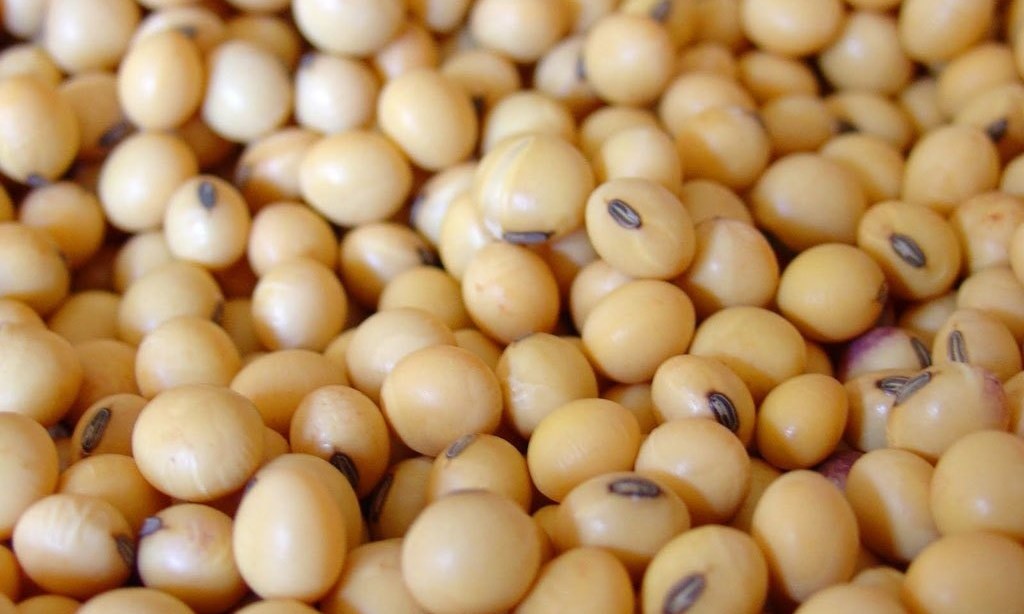 China's Nov soy imports soar to 9.59mn T on rising US trade truce cargoes
