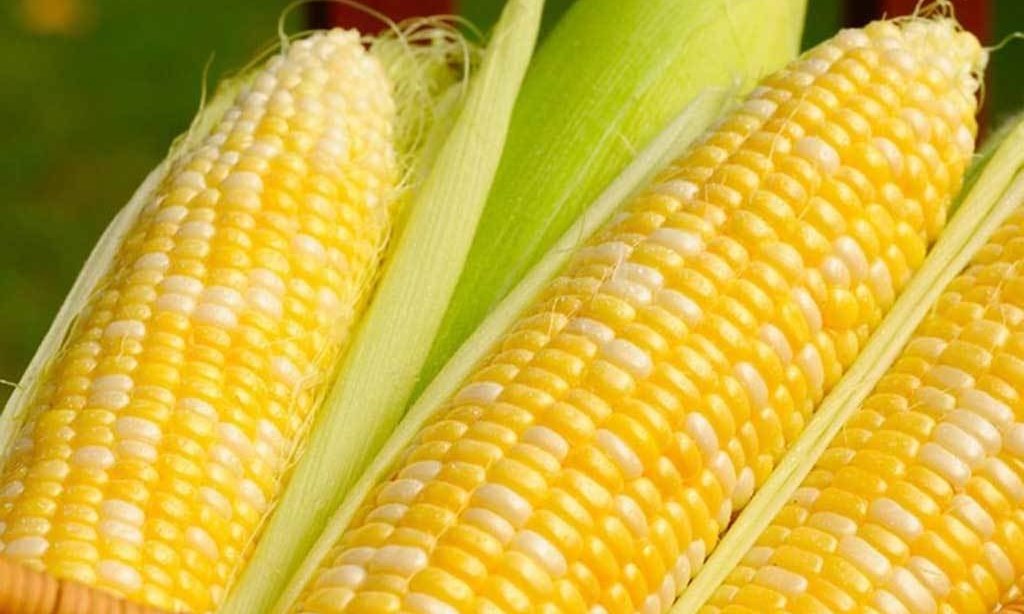 South Korea's NOFI tenders to buy up to 69,000 tonnes corn