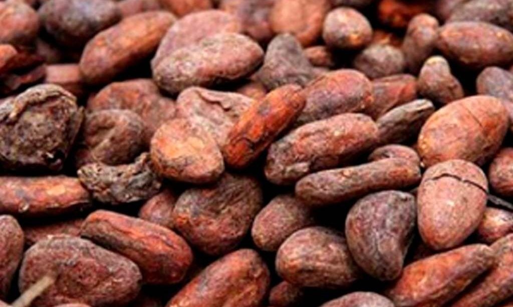 Ivory Coast cocoa arrivals reached 729,662 T by Nov. 30