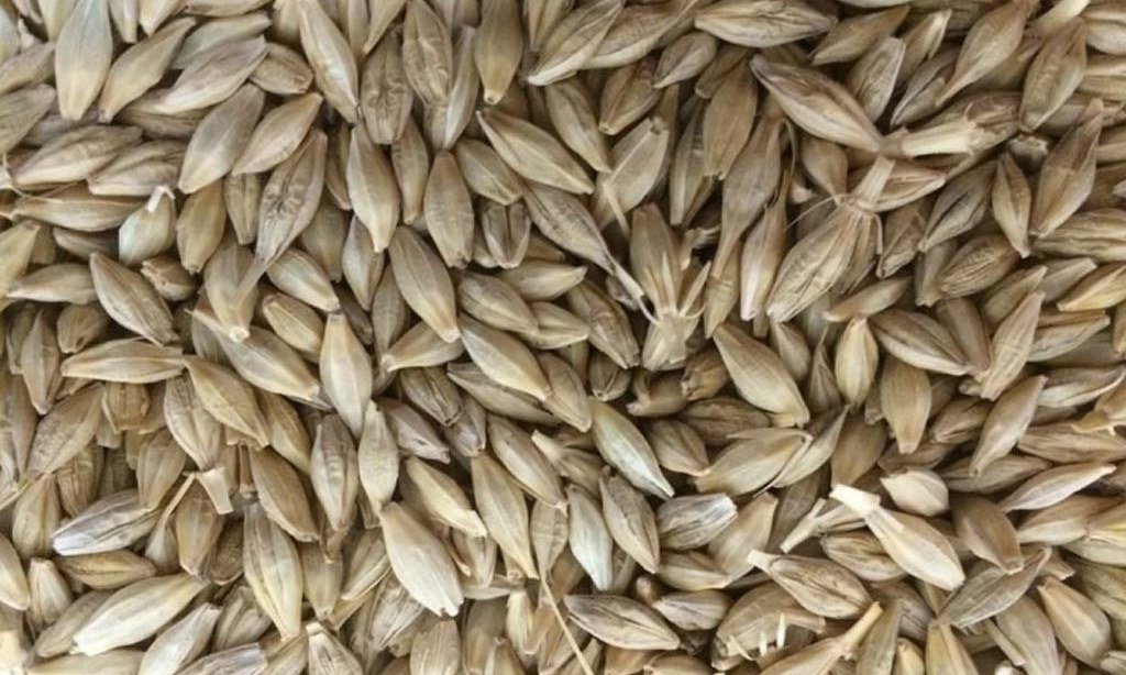 Algeria believed to pass in tender for 25,000 tonnes barley