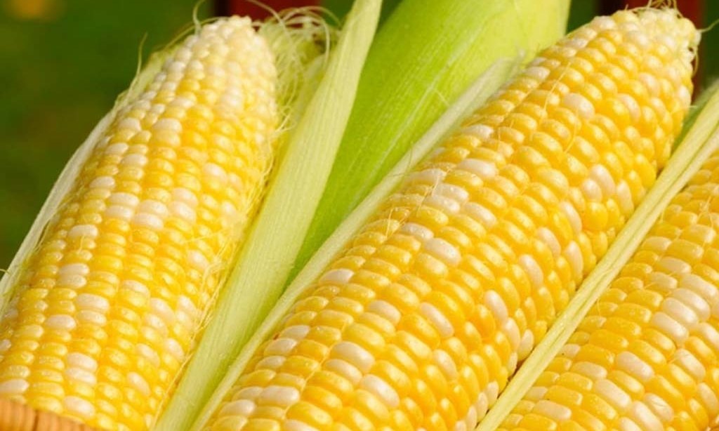 South Korea's NOFI buys about 69,000 tonnes corn in tender