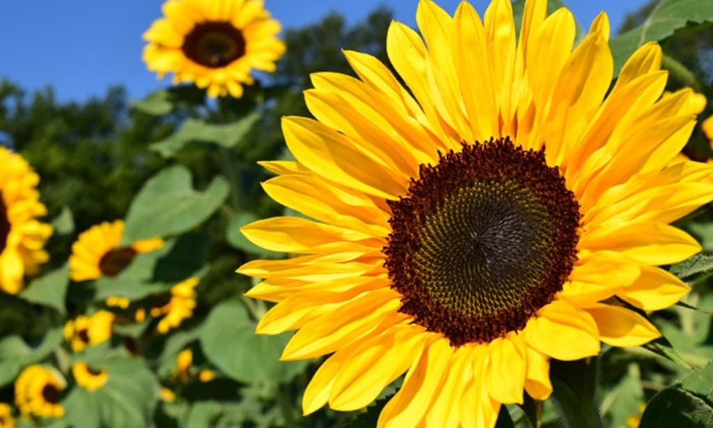 Iran's GTC tenders for about 30,000 tonnes sunflower oil