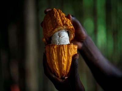 Ivory Coast 2020/21 cocoa port arrivals seen at 909,000 T by Dec. 13
