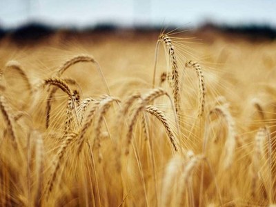 Wheat cultivation completed over 89.7 percent, grain sowed over 9.210mn hectares