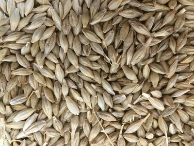 Jordan tenders to buy 120,000 tonnes feed barley