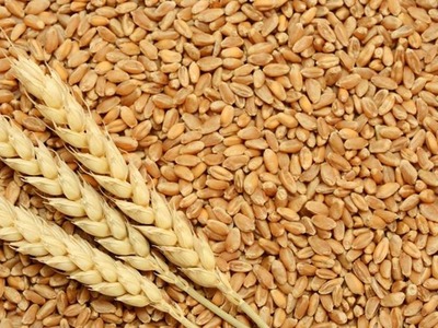 Wheat anomaly reversing?