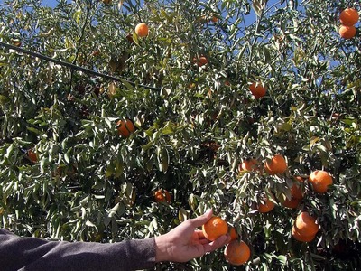 Punjab produces annual 2.3 million tonnes citrus: Secretary Agri
