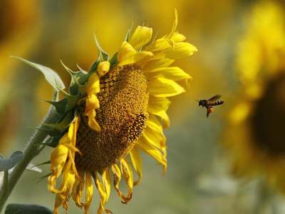 Ukraine sunoil export prices extend rally