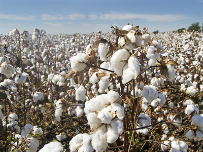 Cotton up for 10th day; export sales data in focus