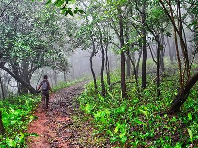 Forest Deptt prepares plan to plant 114.349mn saplings during spring season