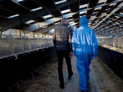 Denmark to pay billions over virus shutdown of mink industry Denmark to pay billions over virus shutdown of mink industry
